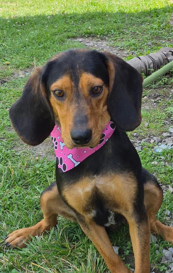 Tia, Adoptable, Adult Female Black and Tan Coonhound.