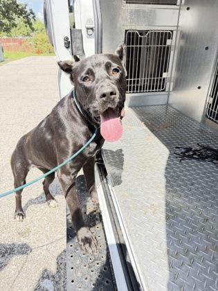 Enlarge Hilda, a Adoptable mixed breed in South Bend, IN image 1/2