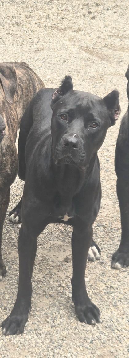 Enlarge Hilda, a Adoptable mixed breed in South Bend, IN image 2/2