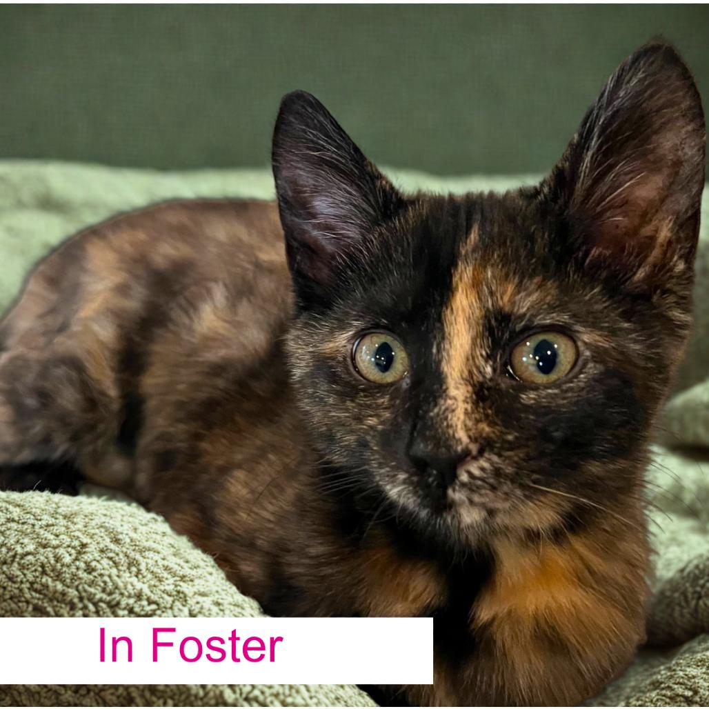 Enlarge Lena, a Adoptable Domestic Short Hair in Chapel Hill, NC image 1/4