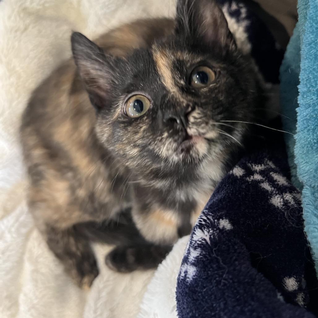 Enlarge Lena, a Adoptable Domestic Short Hair in Chapel Hill, NC image 2/4