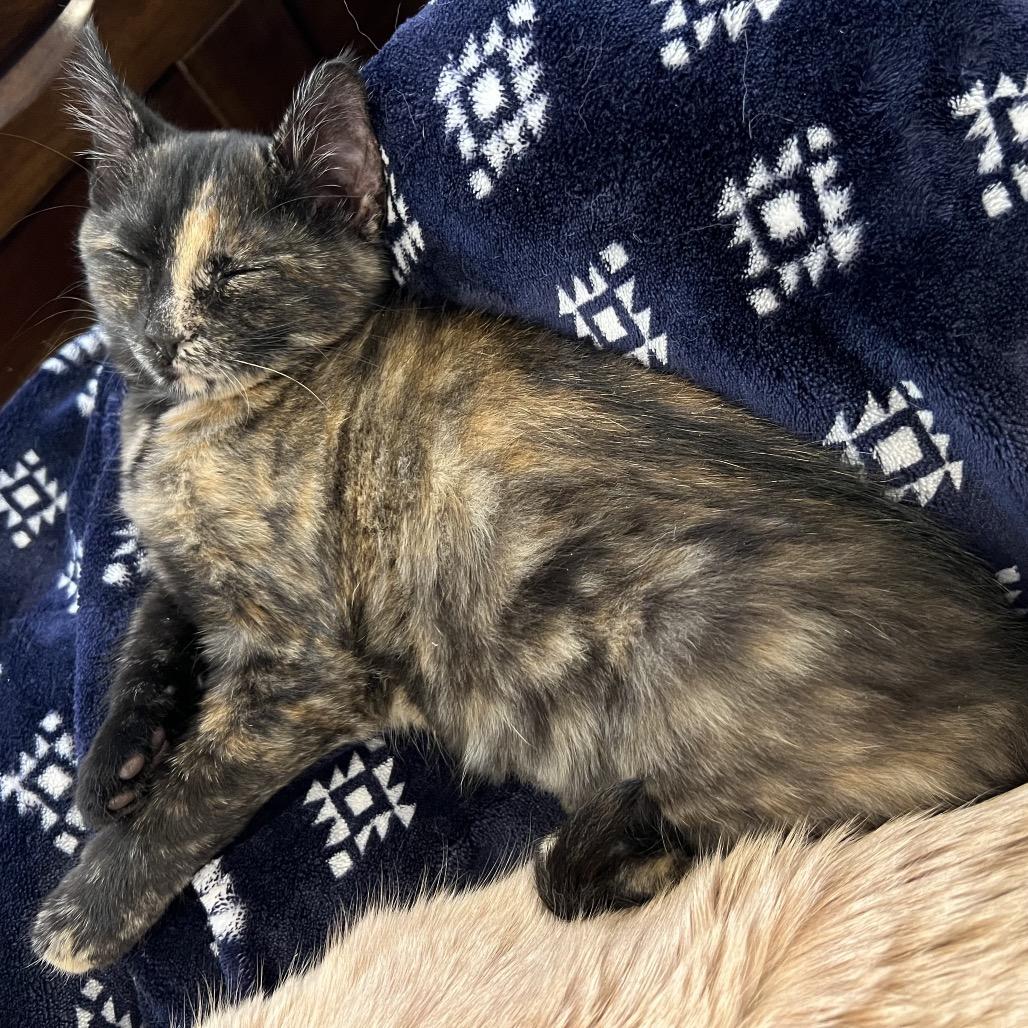 Enlarge Lena, a Adoptable Domestic Short Hair in Chapel Hill, NC image 3/4