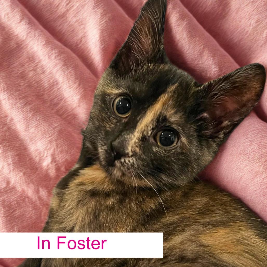 Enlarge Lena, a Adoptable Domestic Short Hair in Chapel Hill, NC image 4/4