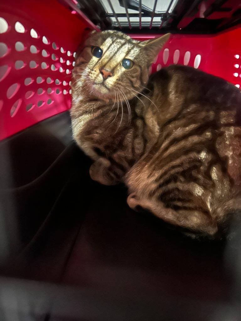 Colin Feral, Adoptable, Young Male Domestic Short Hair.