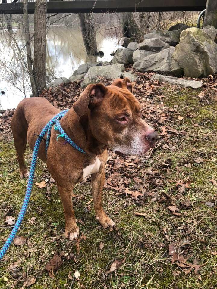 Enlarge Trigger, a Adoptable Pit Bull Terrier in Elkins, WV image 1/3