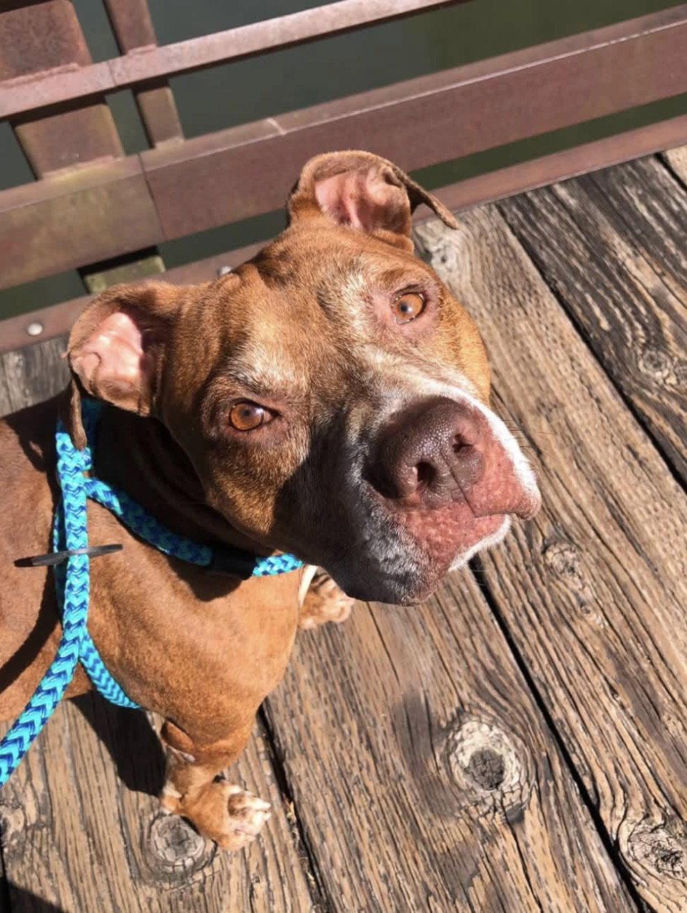 Trigger, Adoptable, Senior Male Pit Bull Terrier.