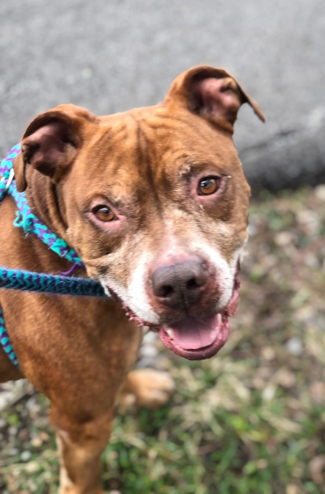 Trigger, Adoptable, Senior Male Pit Bull Terrier.