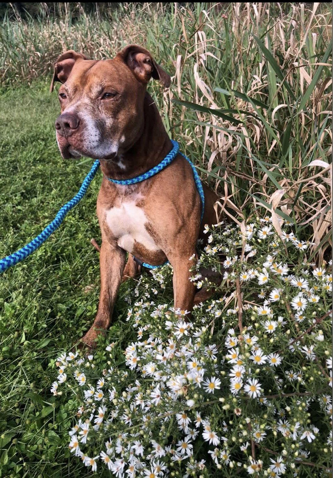 Enlarge Trigger, a Adoptable Pit Bull Terrier in Elkins, WV image 2/3