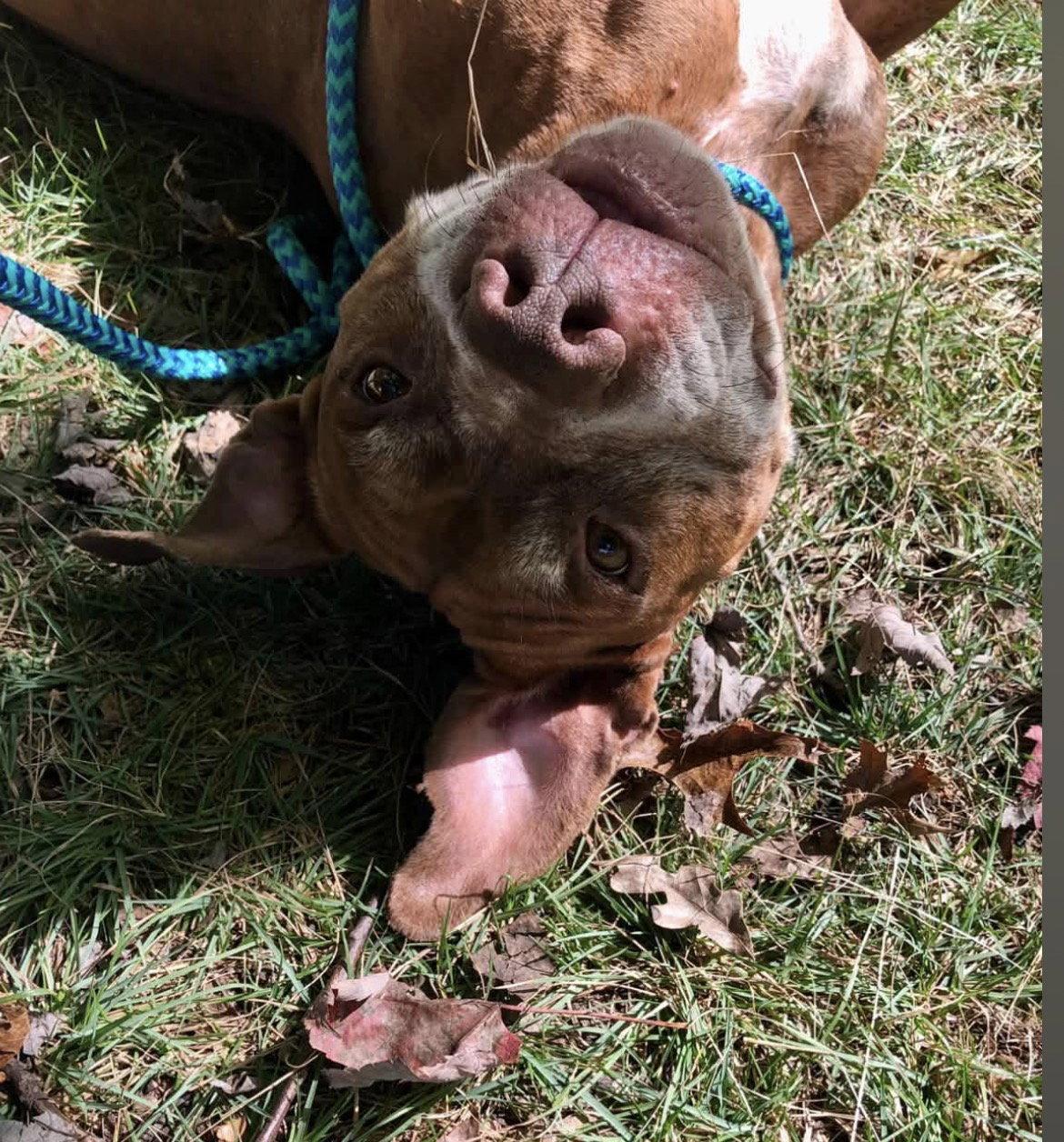 Enlarge Trigger, a Adoptable Pit Bull Terrier in Elkins, WV image 3/3
