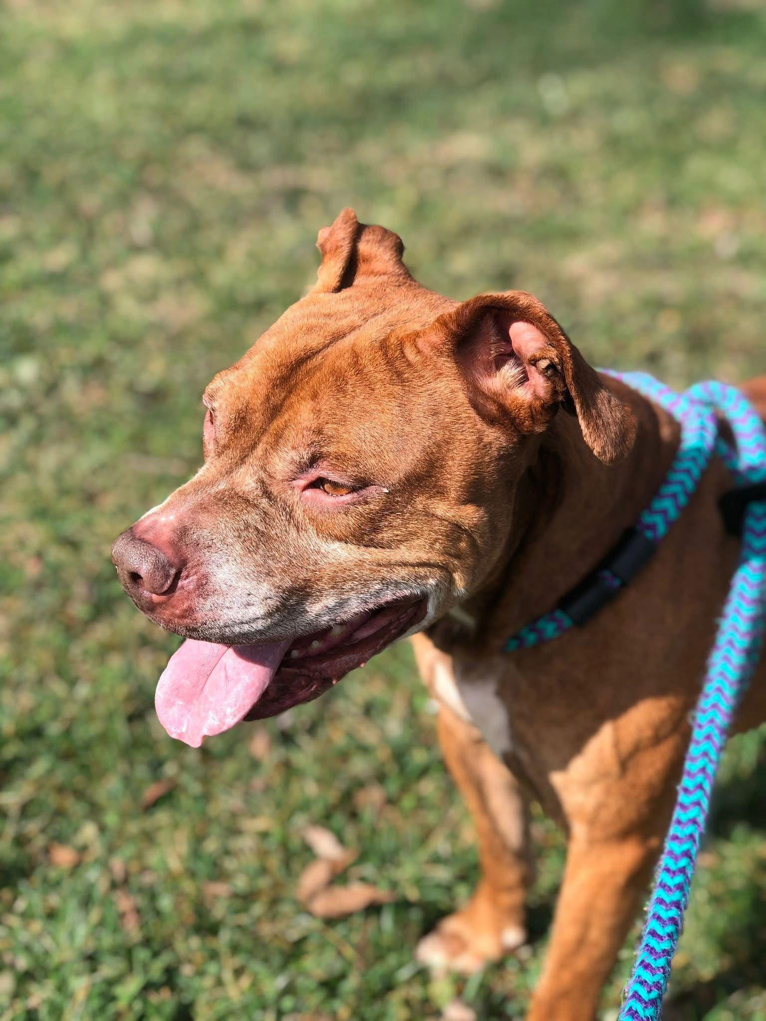 Enlarge Trigger, a Adoptable Pit Bull Terrier in Elkins, WV image 3/3