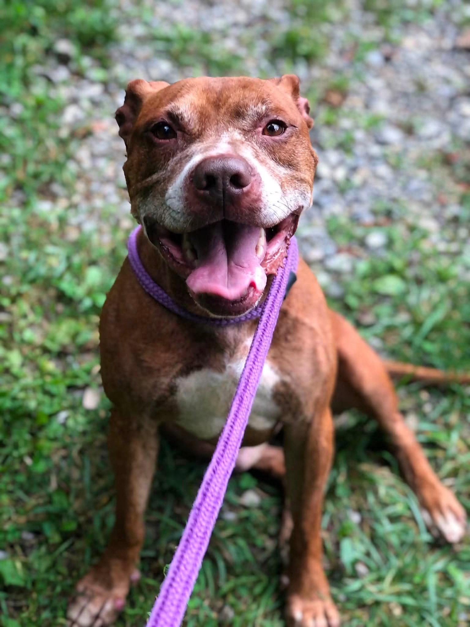 Enlarge Trigger, a Adoptable Pit Bull Terrier in Elkins, WV image 3/3