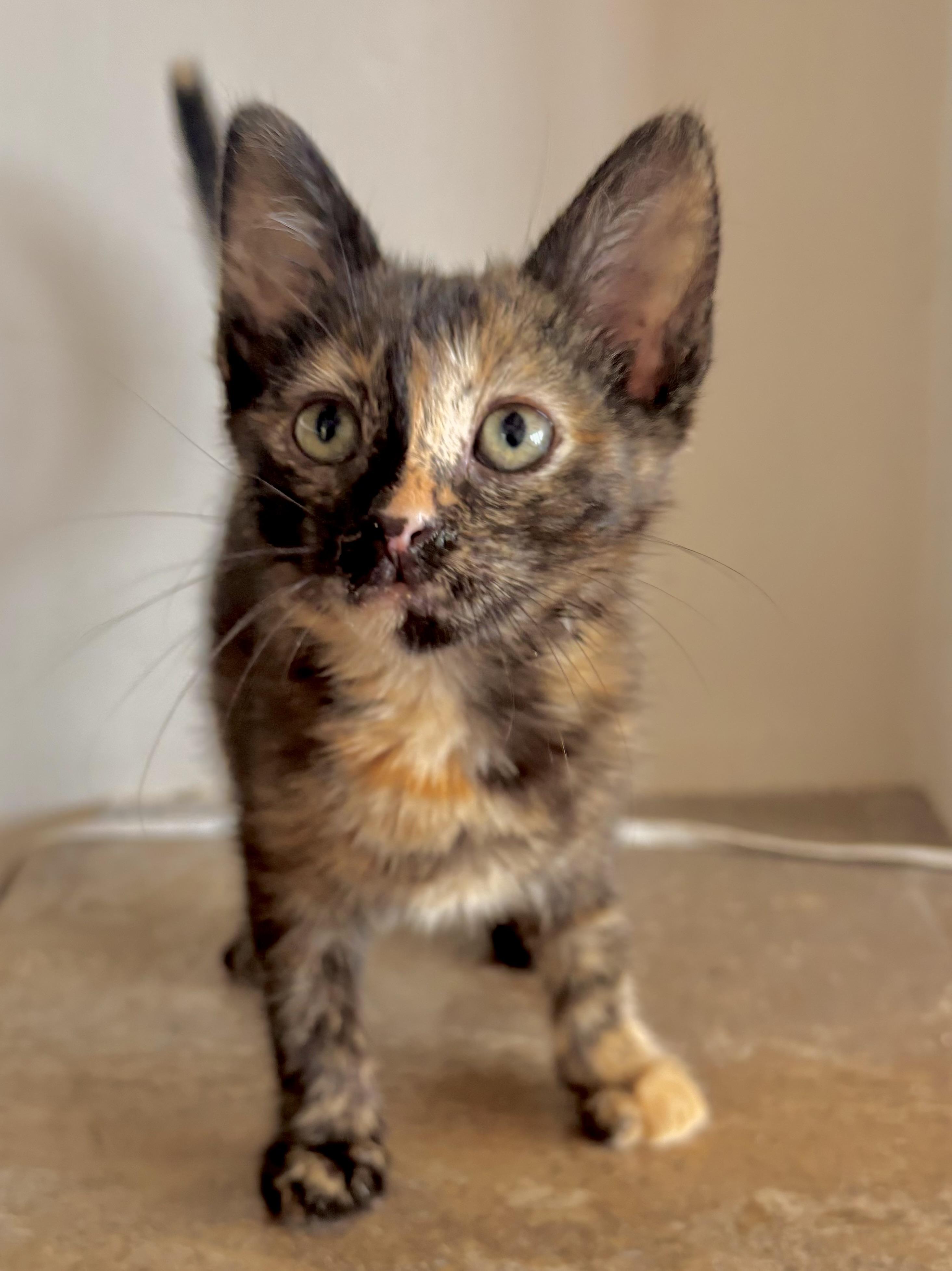 Taki, Baby Female Tortoiseshell