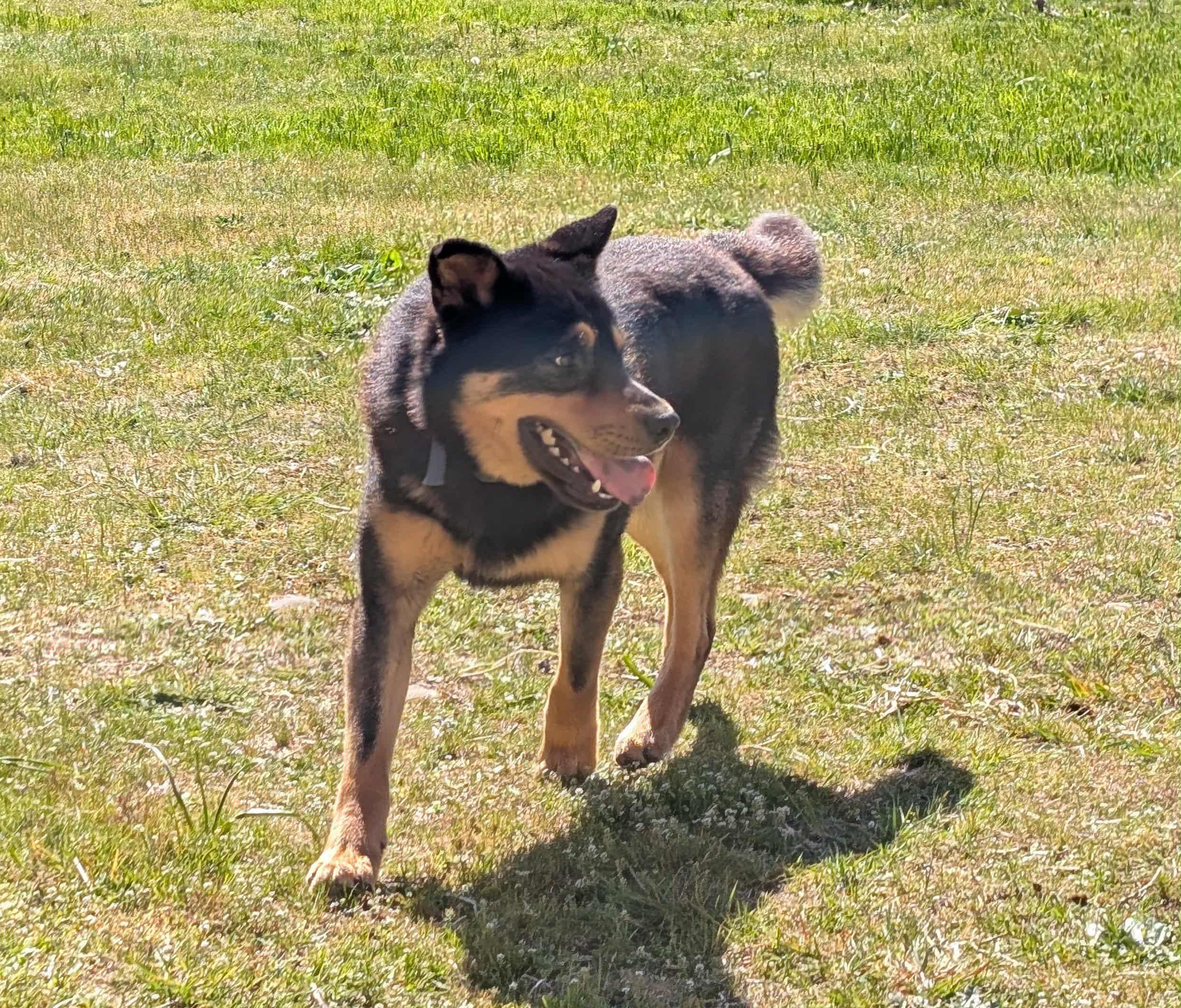 Enlarge Norton, a ADOPTABLE mixed breed in Oakville, WA image 3/4