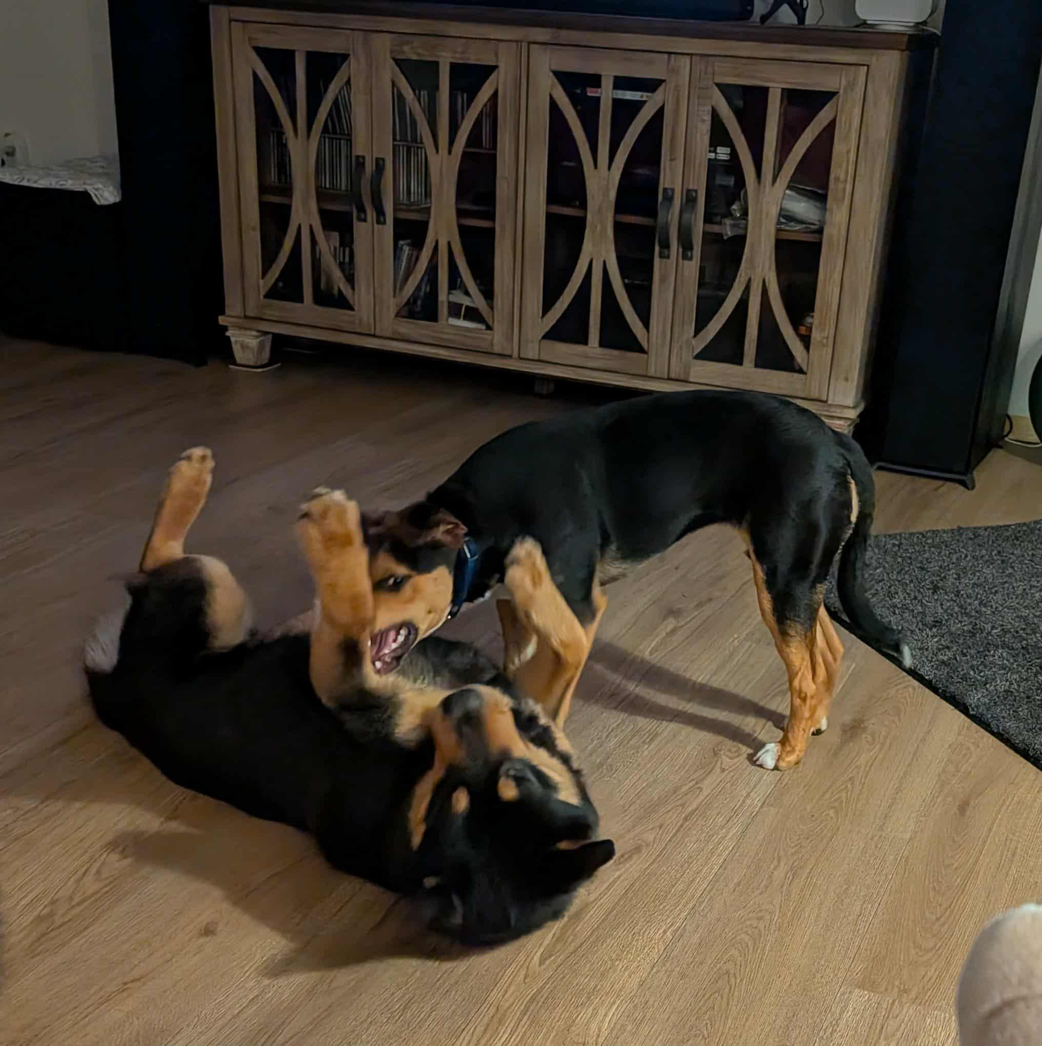 Enlarge Norton, a ADOPTABLE mixed breed in Oakville, WA image 2/4