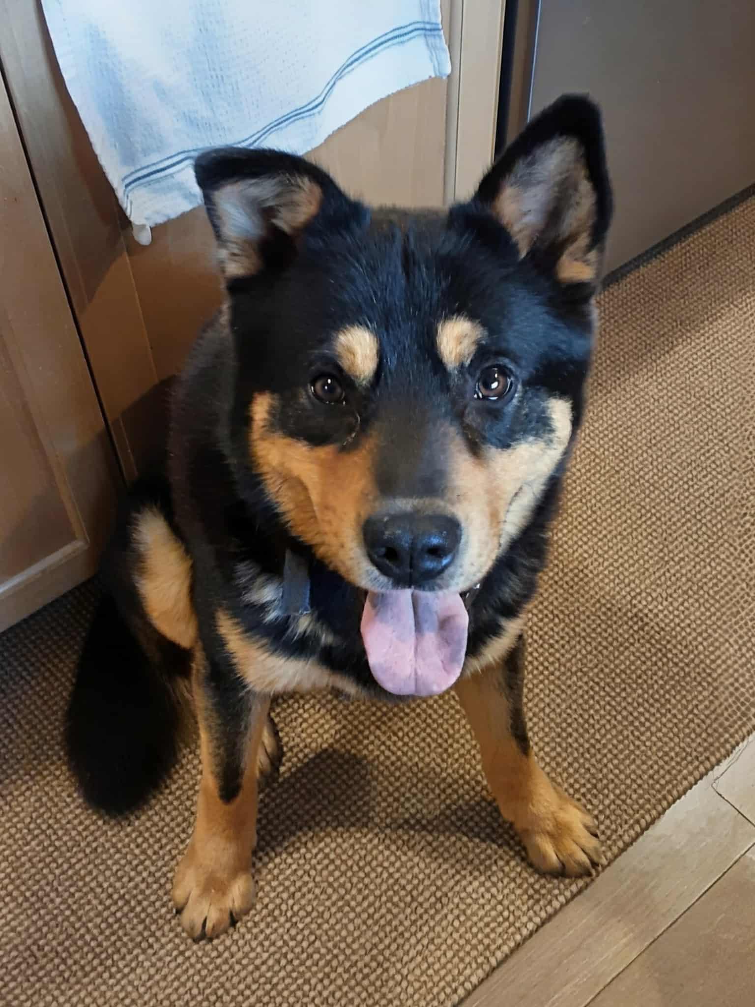 Norton, ADOPTABLE, Young Male Husky & Chow Chow.