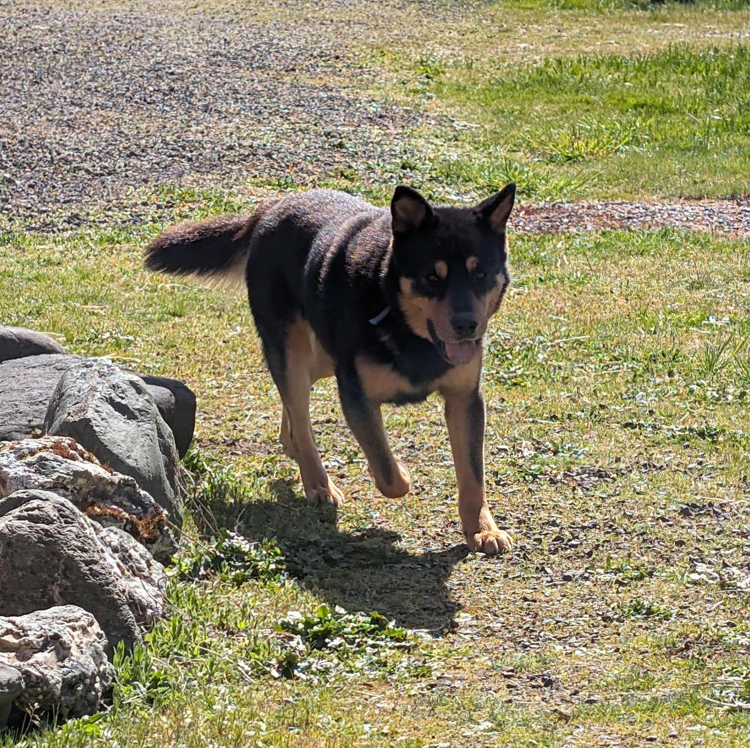 Enlarge Norton, a ADOPTABLE mixed breed in Oakville, WA image 4/4