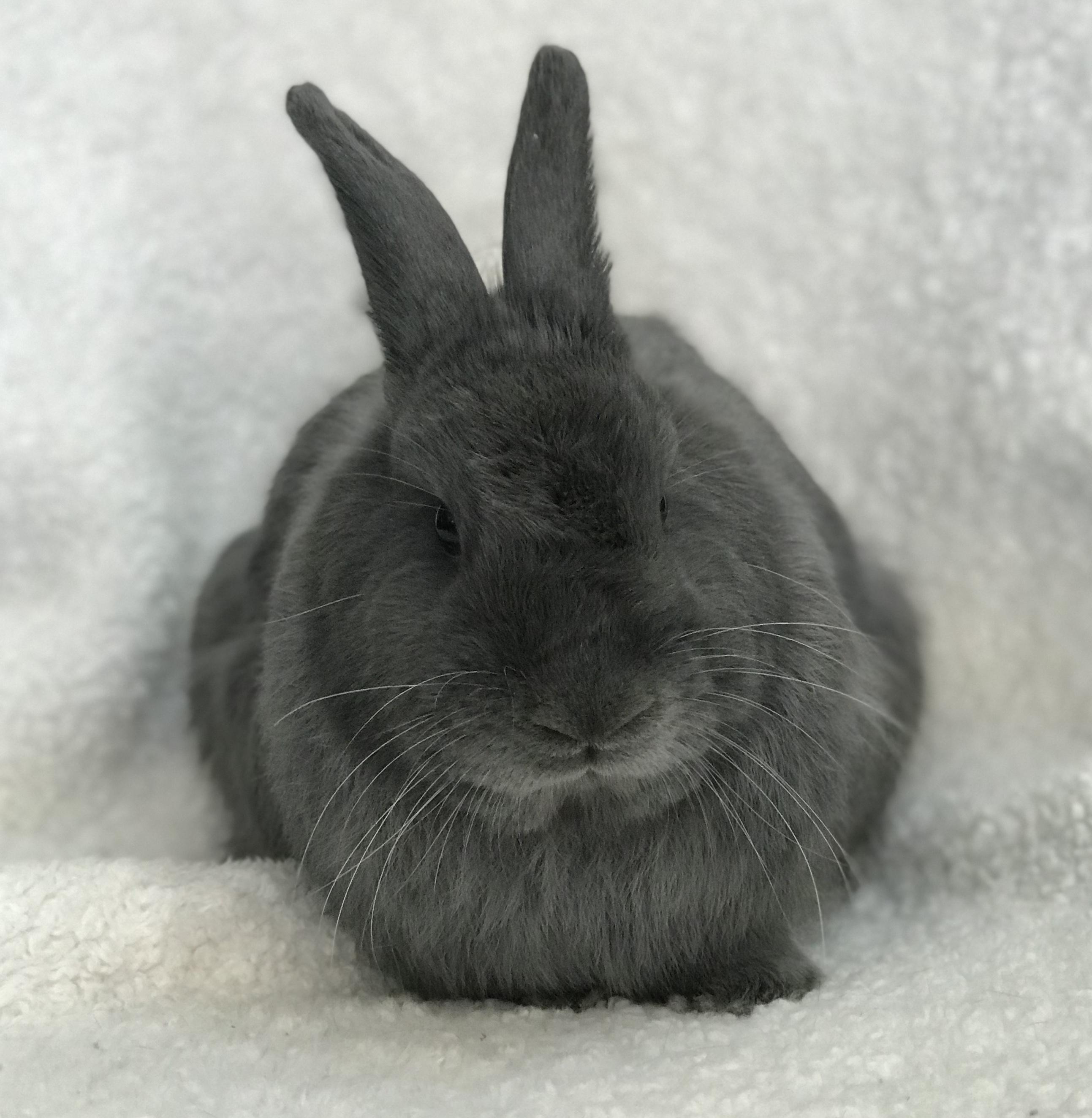 Sally, Adoptable, Adult Female Bunny Rabbit.
