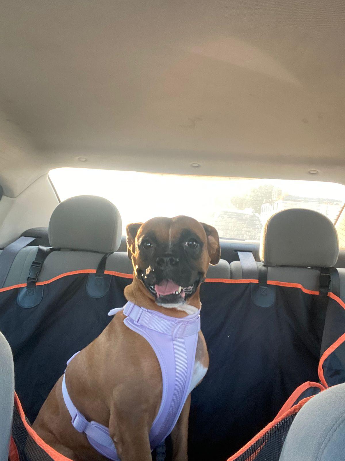 Enlarge Lizie, a Adoptable mixed breed in Palm Desert, CA image 3/5