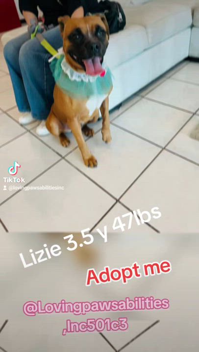Enlarge Lizie, a Adoptable mixed breed in Palm Desert, CA video 2/5