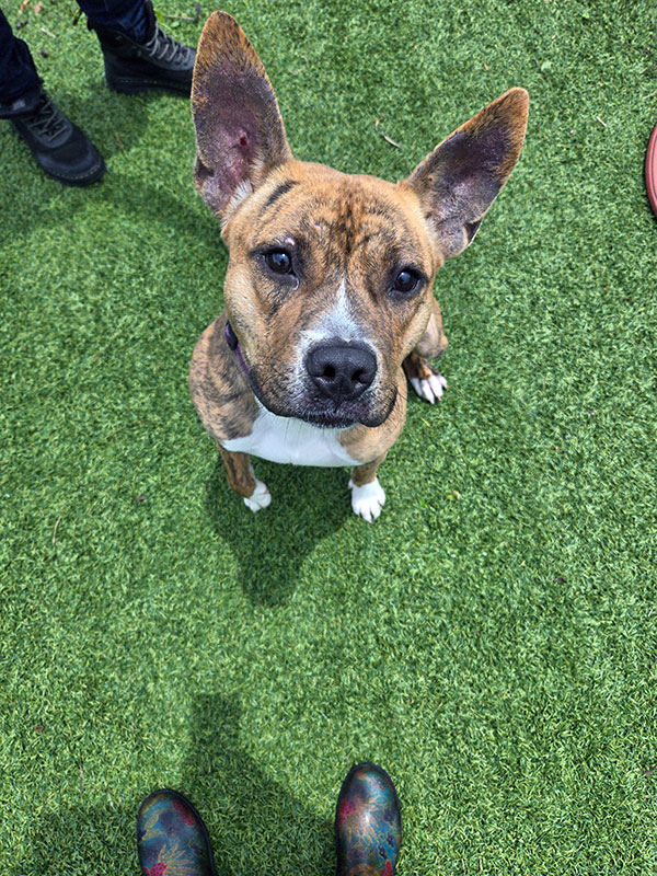 Enlarge Sir, a Adoptable Pit Bull Terrier in Eagle, ID image 1/5