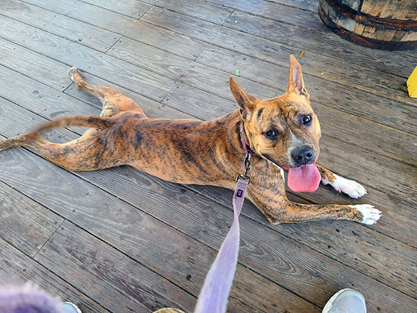 Enlarge Sir, a Adoptable Pit Bull Terrier in Eagle, ID image 2/5