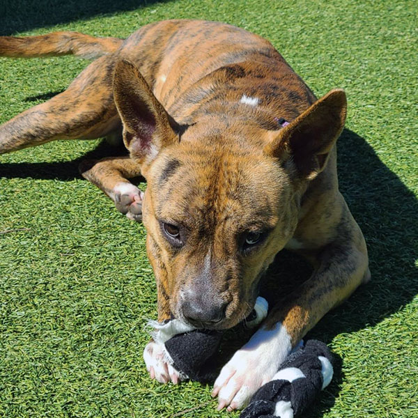 Enlarge Sir, a Adoptable Pit Bull Terrier in Eagle, ID image 5/5