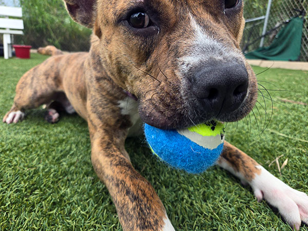 Enlarge Sir, a Adoptable Pit Bull Terrier in Eagle, ID image 3/5