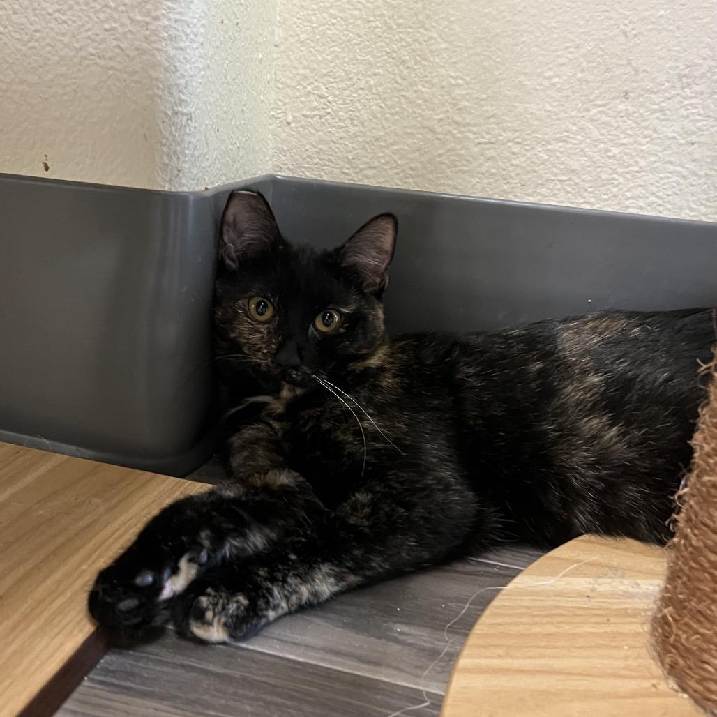 Dina, Adoptable, Young Female Domestic Short Hair.