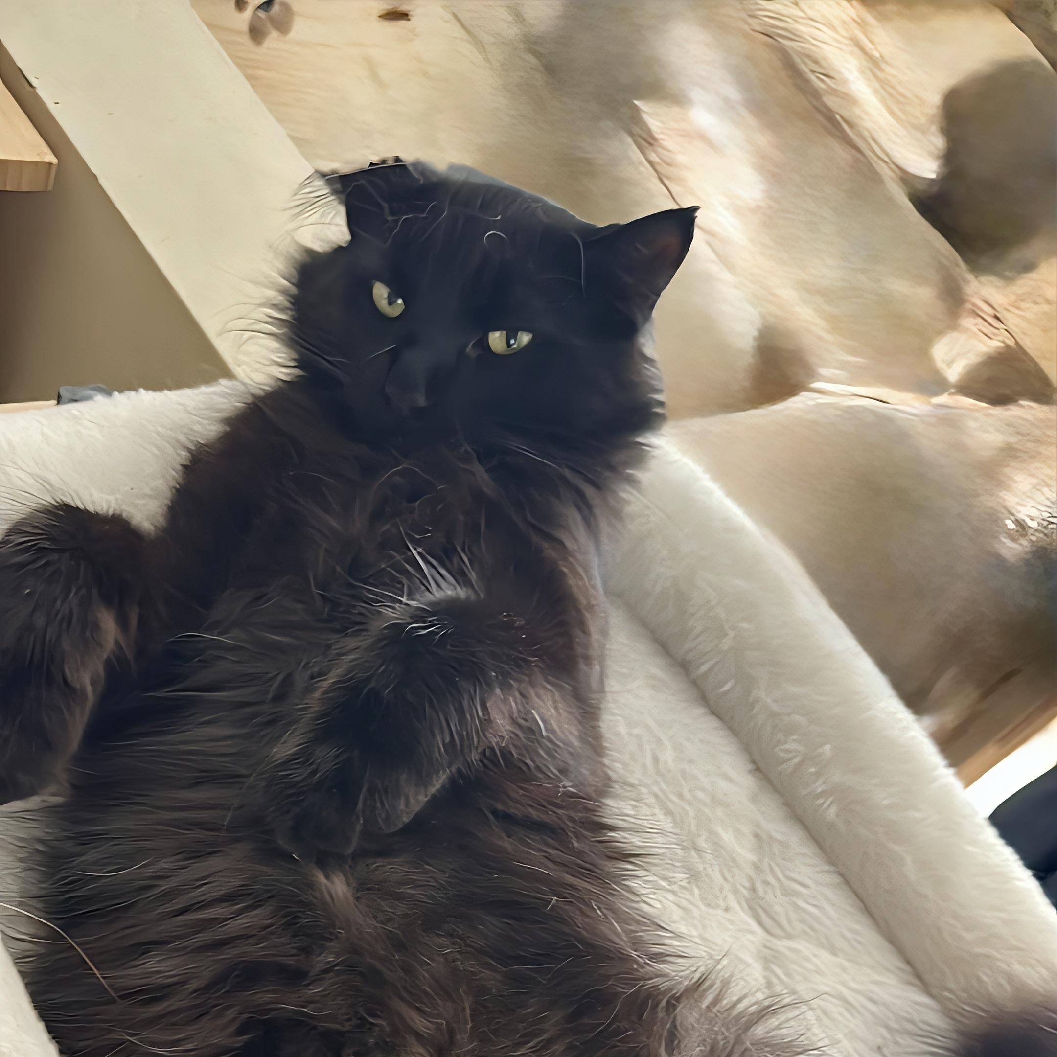 Enlarge Chili, a Adoptable Domestic Long Hair in Verdun, QC image 1/1