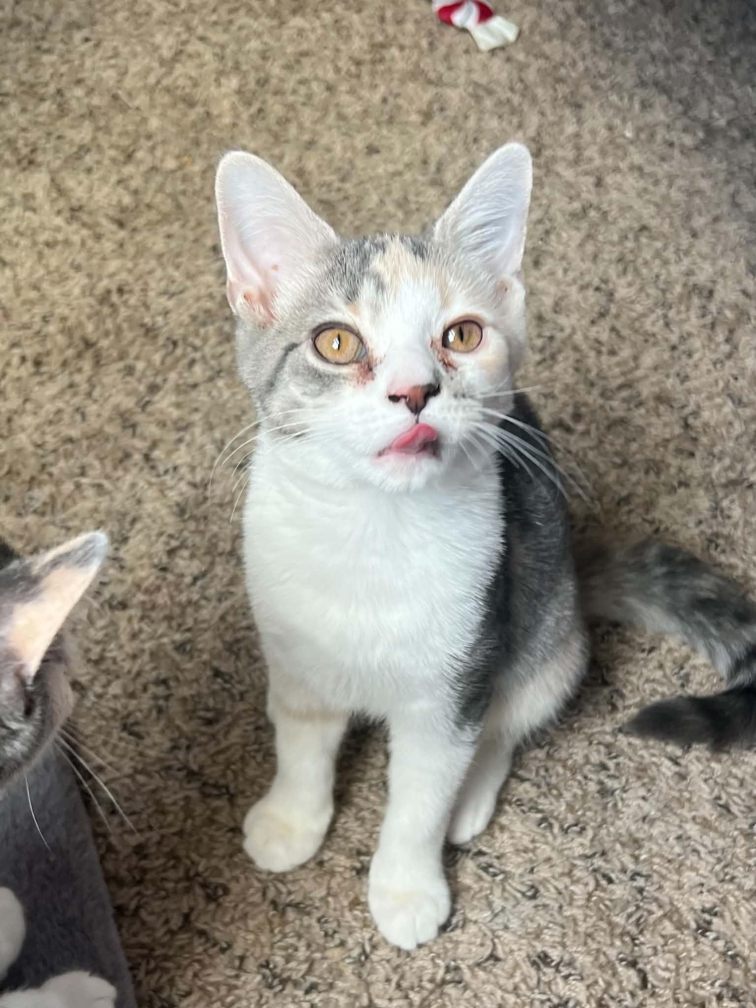 Enlarge Kona, a Adopted Domestic Short Hair in Richmond, KY image 3/6