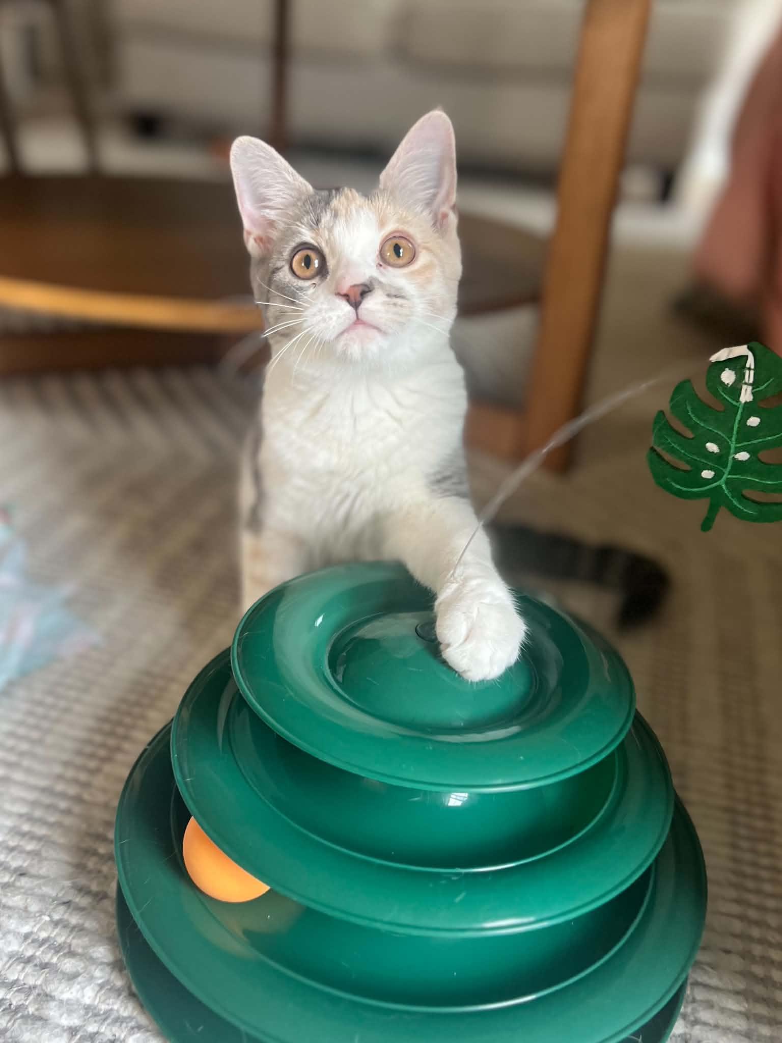 Enlarge Kona, a Adopted Domestic Short Hair in Richmond, KY image 5/6