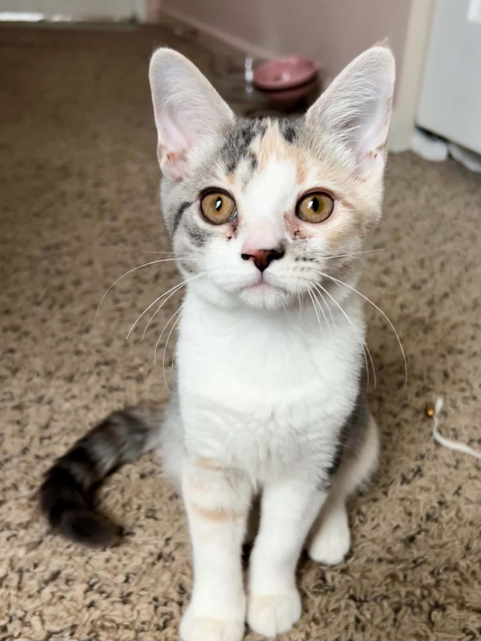 Enlarge Kona, a Adopted Domestic Short Hair in Richmond, KY image 4/6