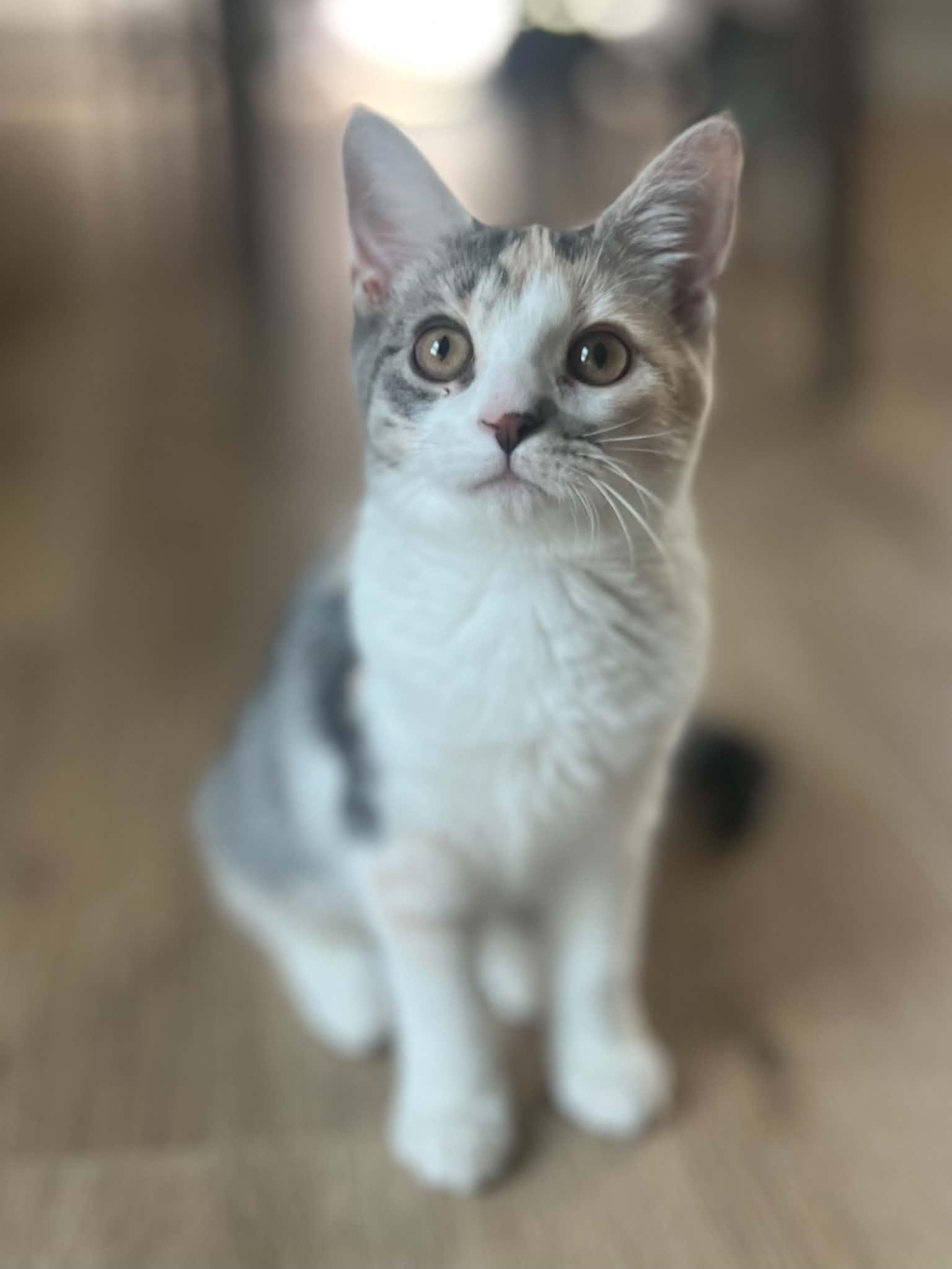 Kona, Adopted, Kitten Female Domestic Short Hair.