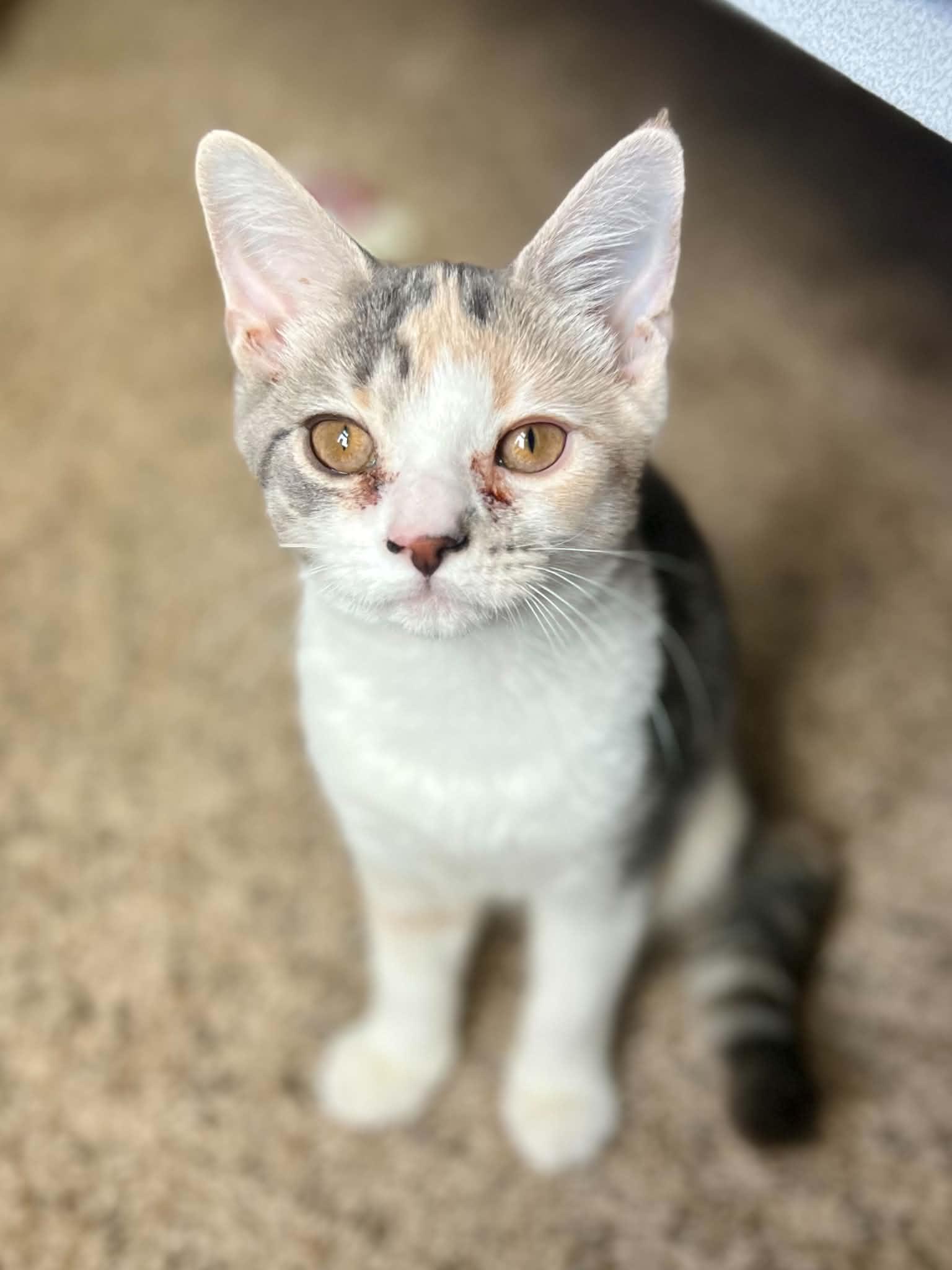 Enlarge Kona, a Adopted Domestic Short Hair in Richmond, KY image 2/6
