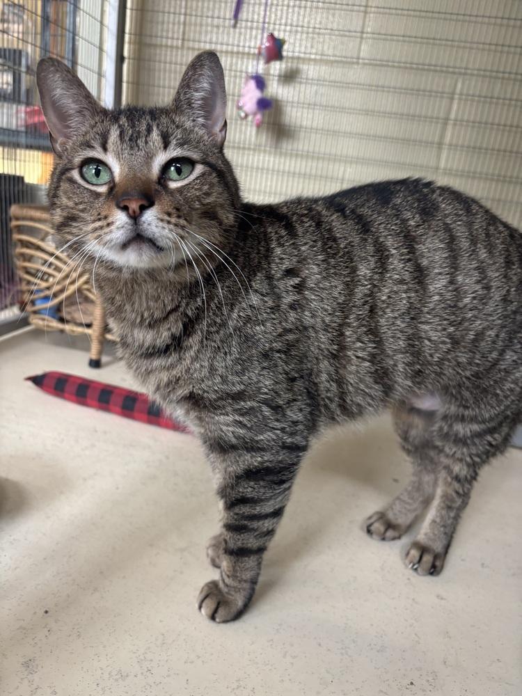 Laverne, Adoptable, Adult Male Domestic Short Hair.
