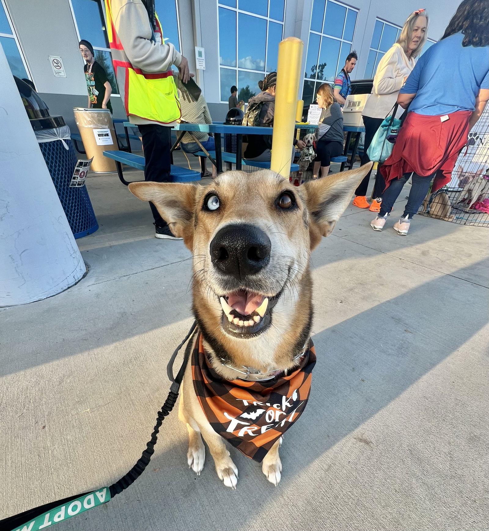 Enlarge Lana, a Adoptable mixed breed in San Bernardino, CA image 1/3