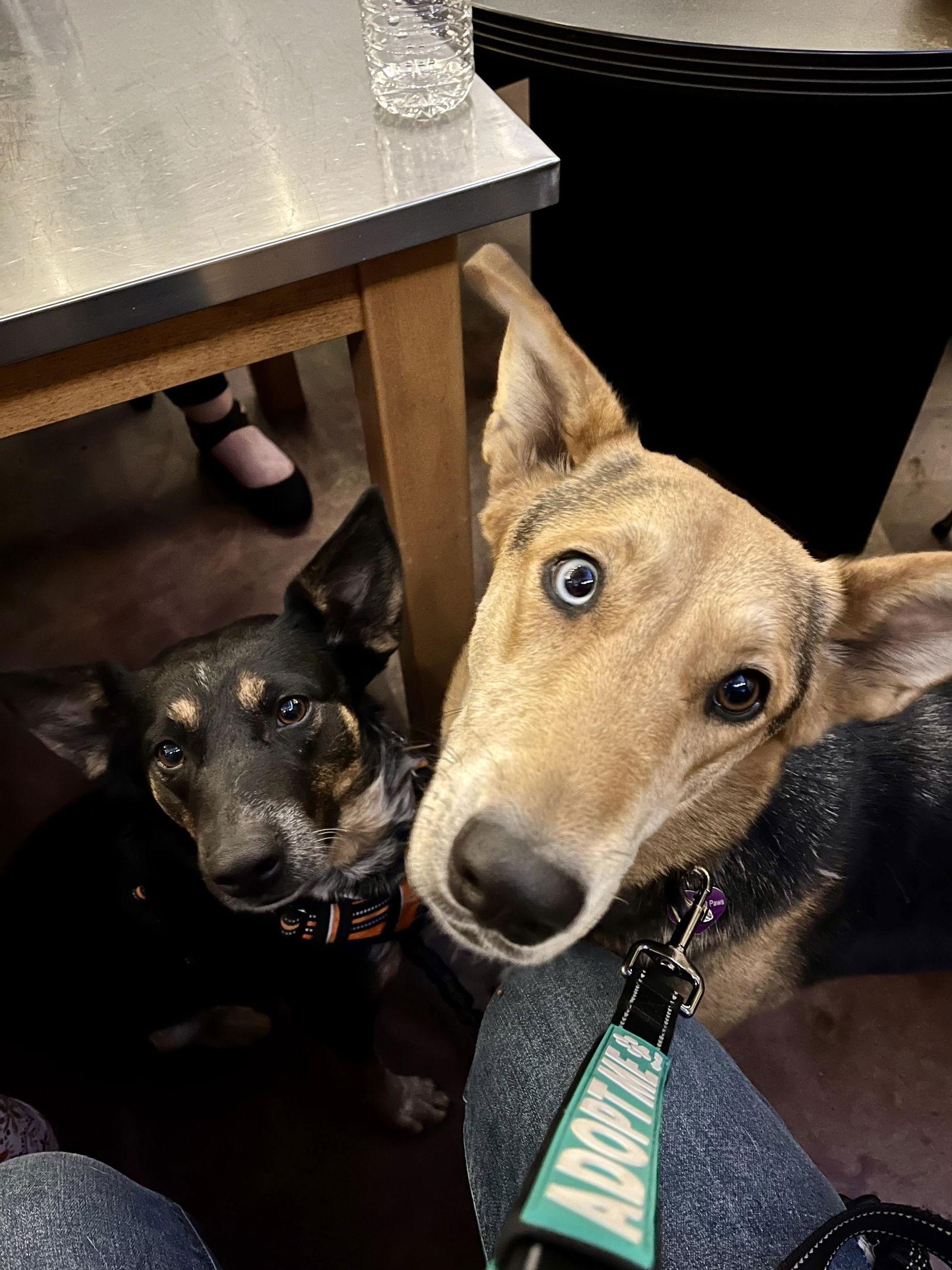 Enlarge Lana, a Adoptable mixed breed in San Bernardino, CA image 2/3