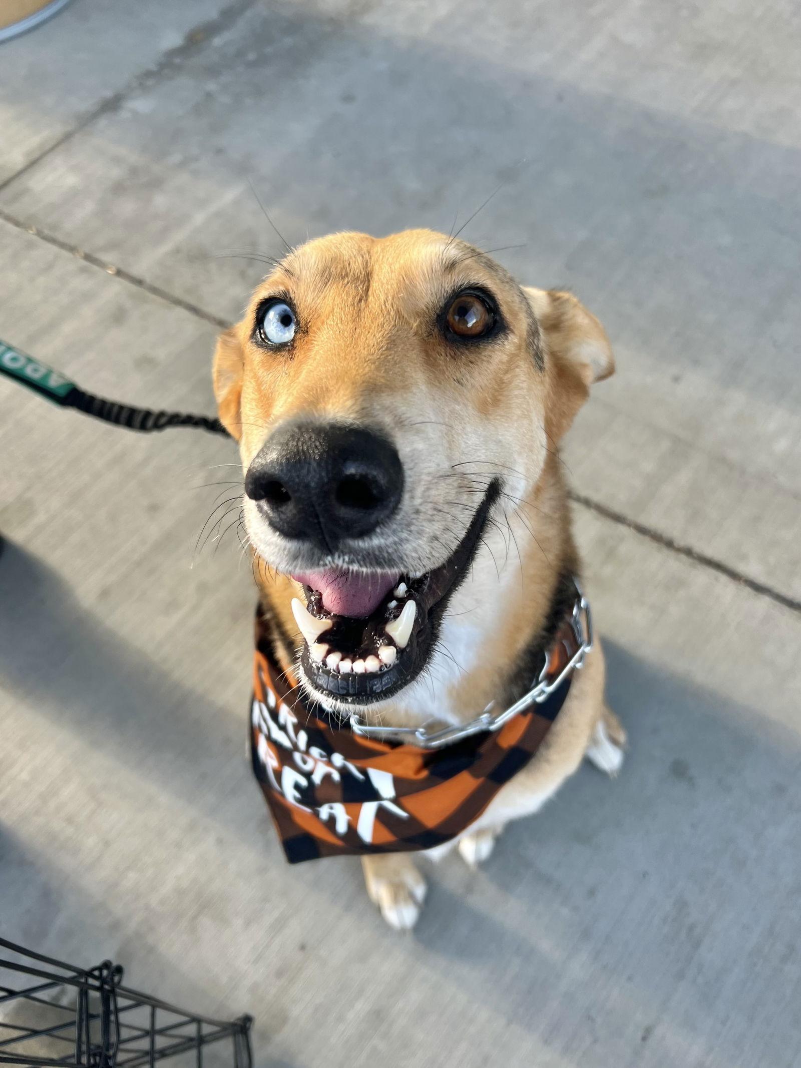 Enlarge Lana, a Adoptable mixed breed in San Bernardino, CA image 3/3