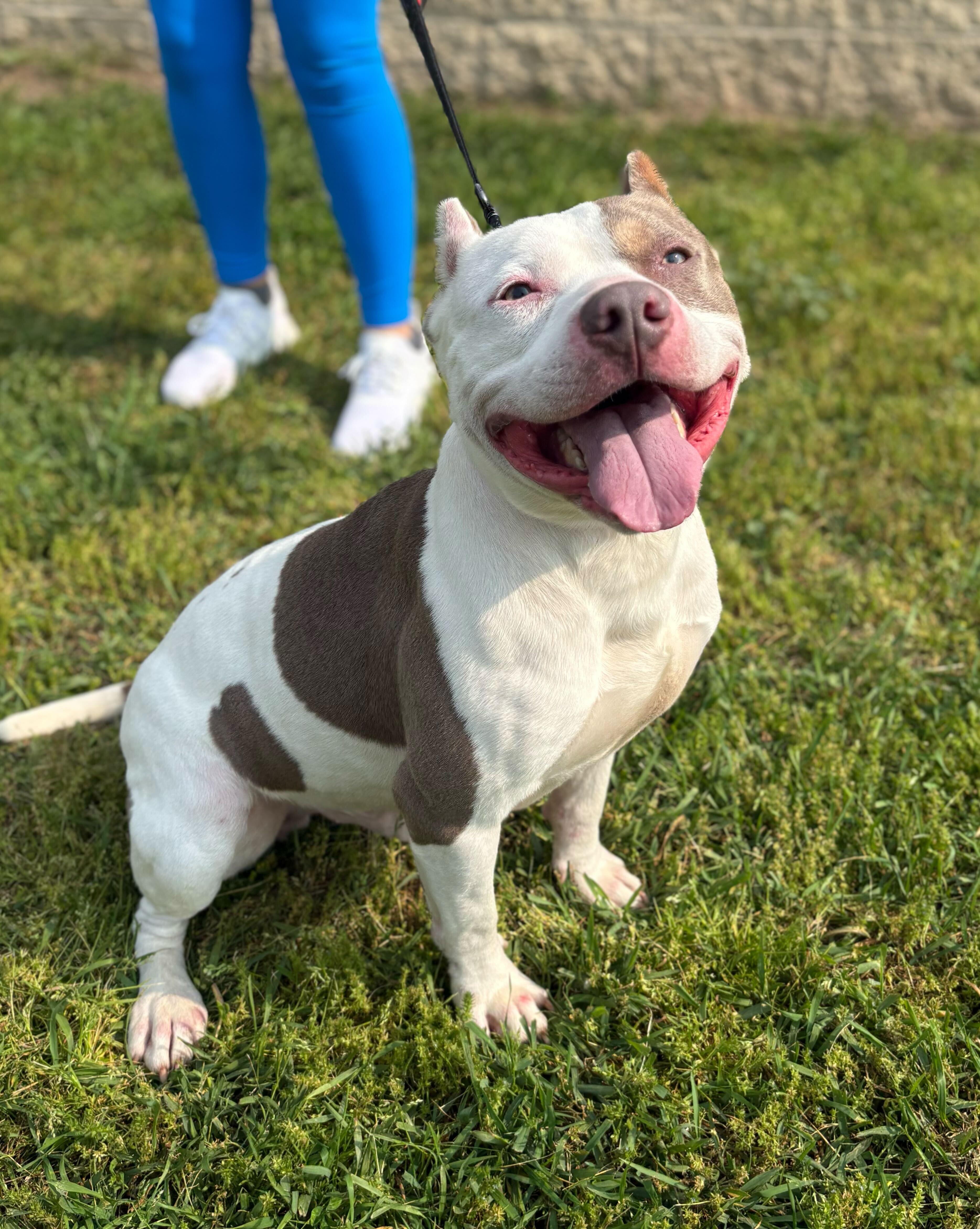 Mike, Adult Male American Bully