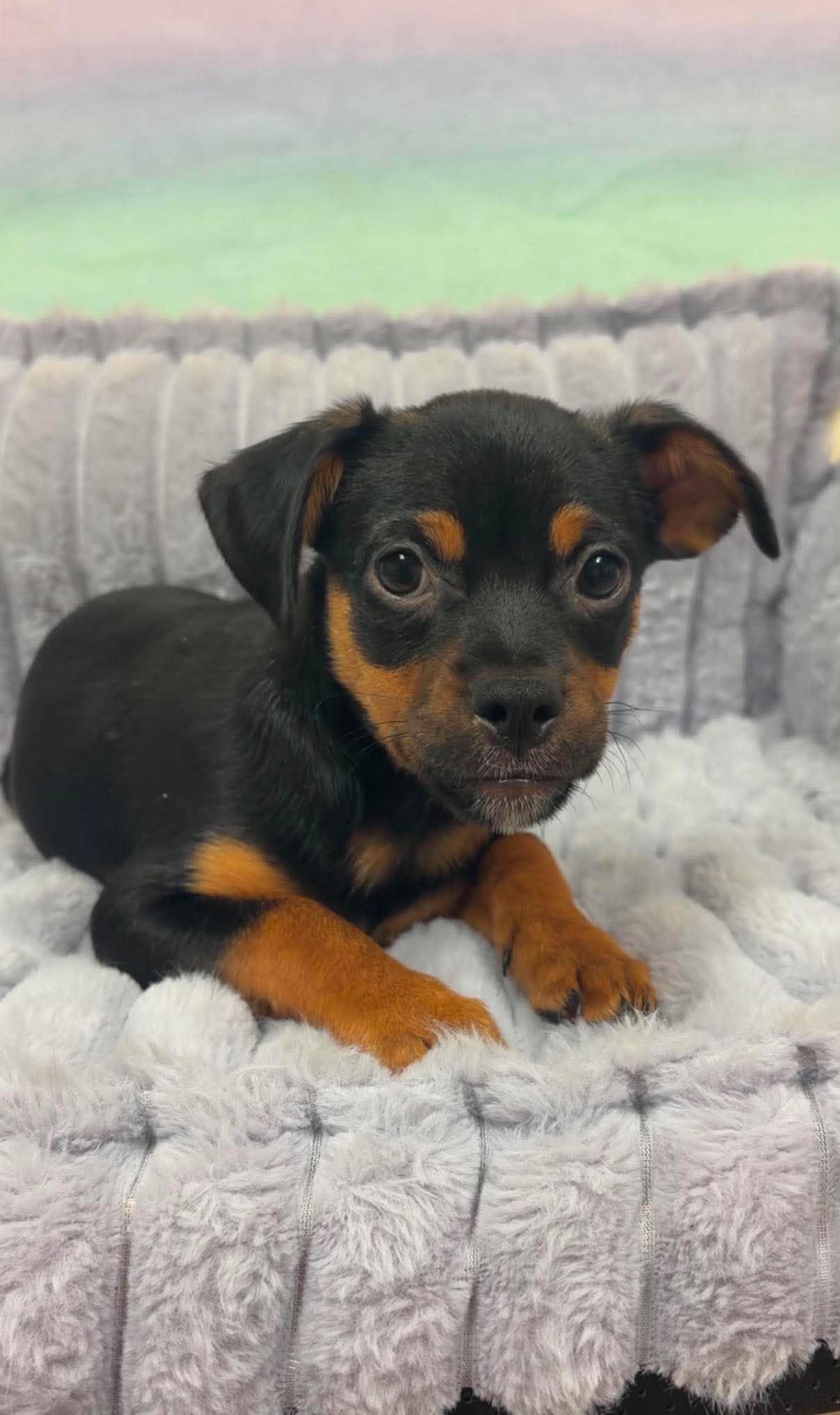 Bean, adopted, Puppy Male Chihuahua.