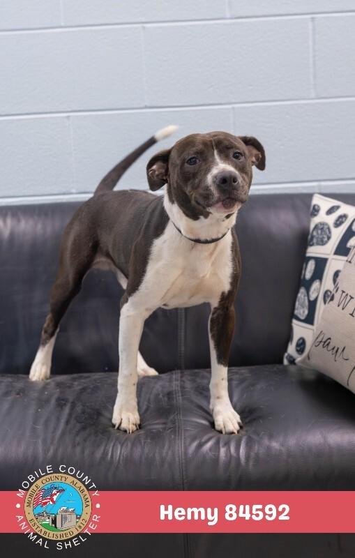 Hemy, Adoptable, Adult Male Mixed Breed.
