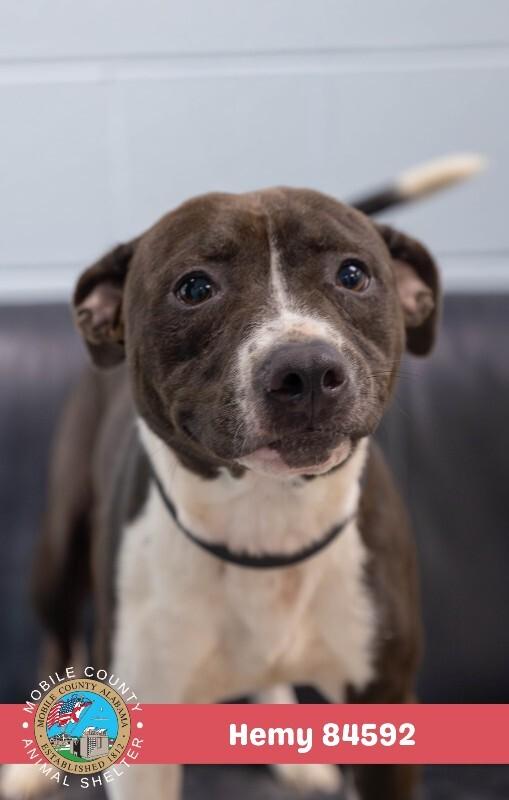 Hemy, a Adoptable Mixed Breed in Mobile, AL image 2/2