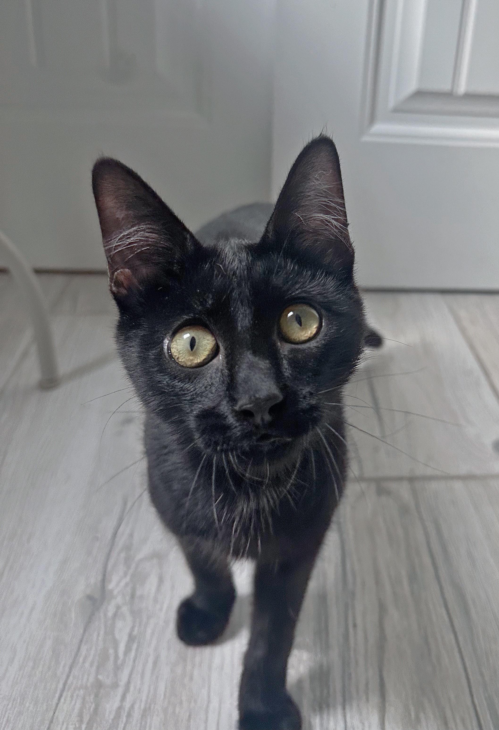 Raisin, a ADOPTABLE Domestic Short Hair in San Diego, CA image 1/6