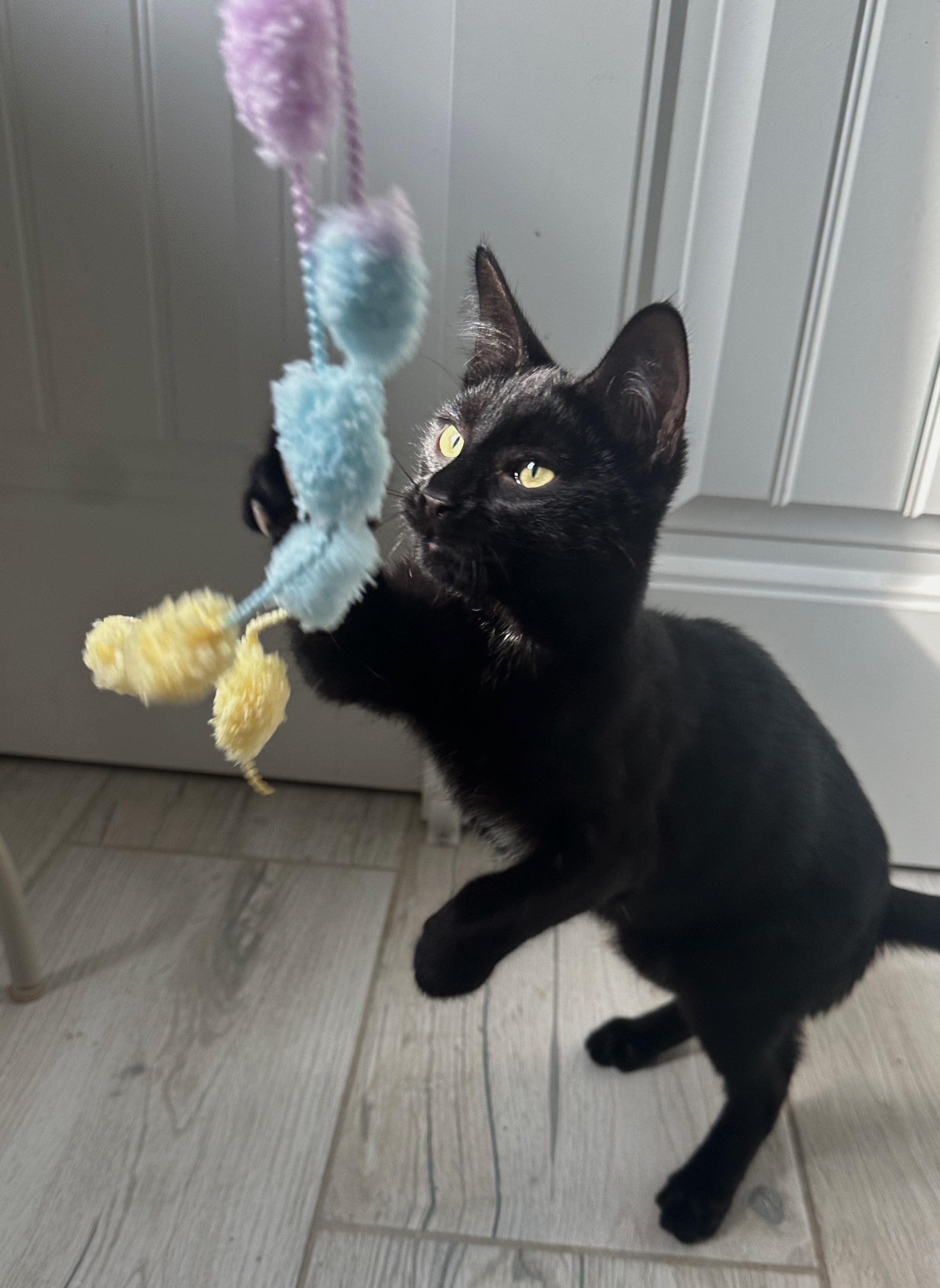 Raisin, a ADOPTABLE Domestic Short Hair in San Diego, CA image 2/5