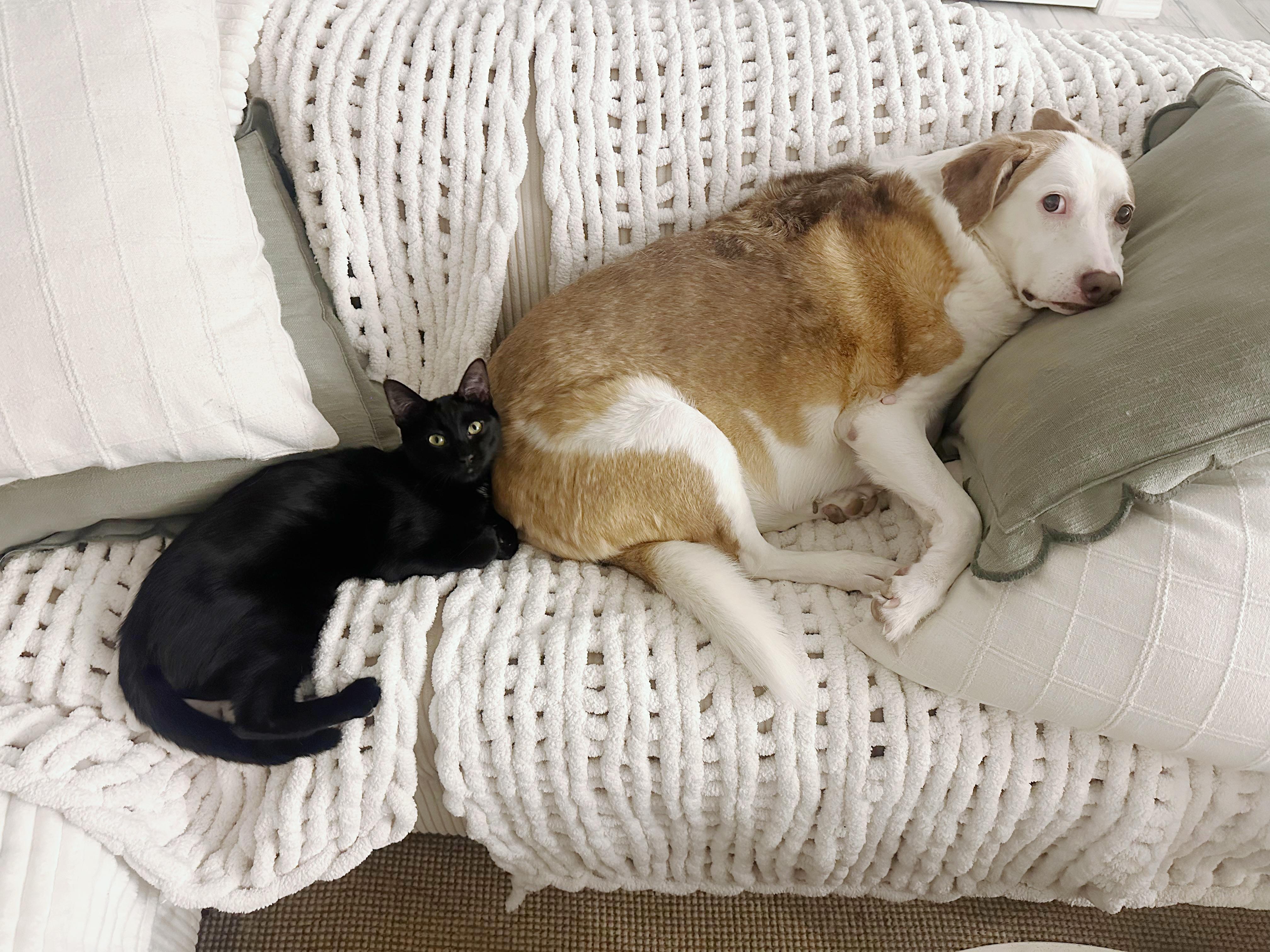 Raisin, a ADOPTABLE Domestic Short Hair in San Diego, CA image 2/6