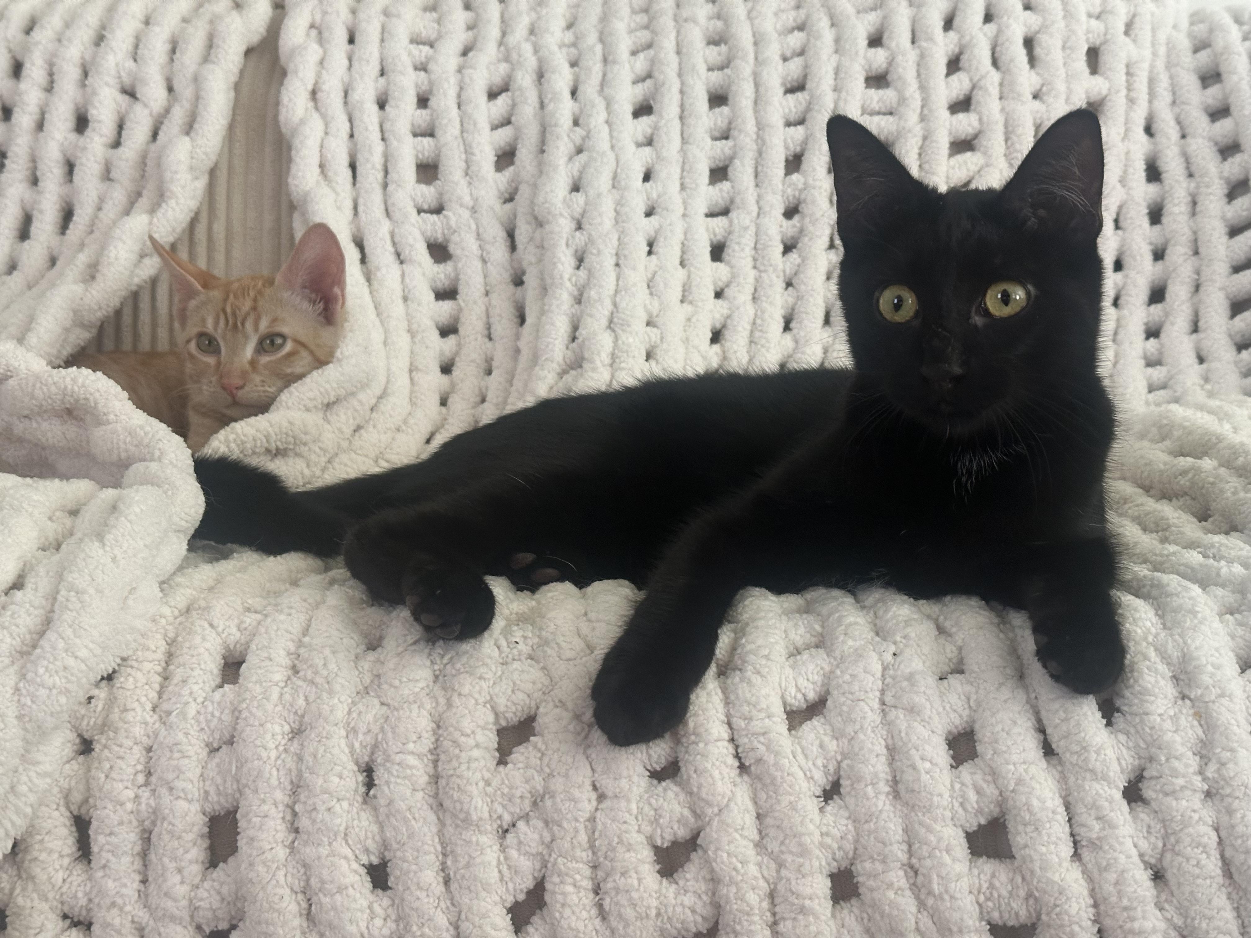 Raisin, a ADOPTABLE Domestic Short Hair in San Diego, CA image 4/5