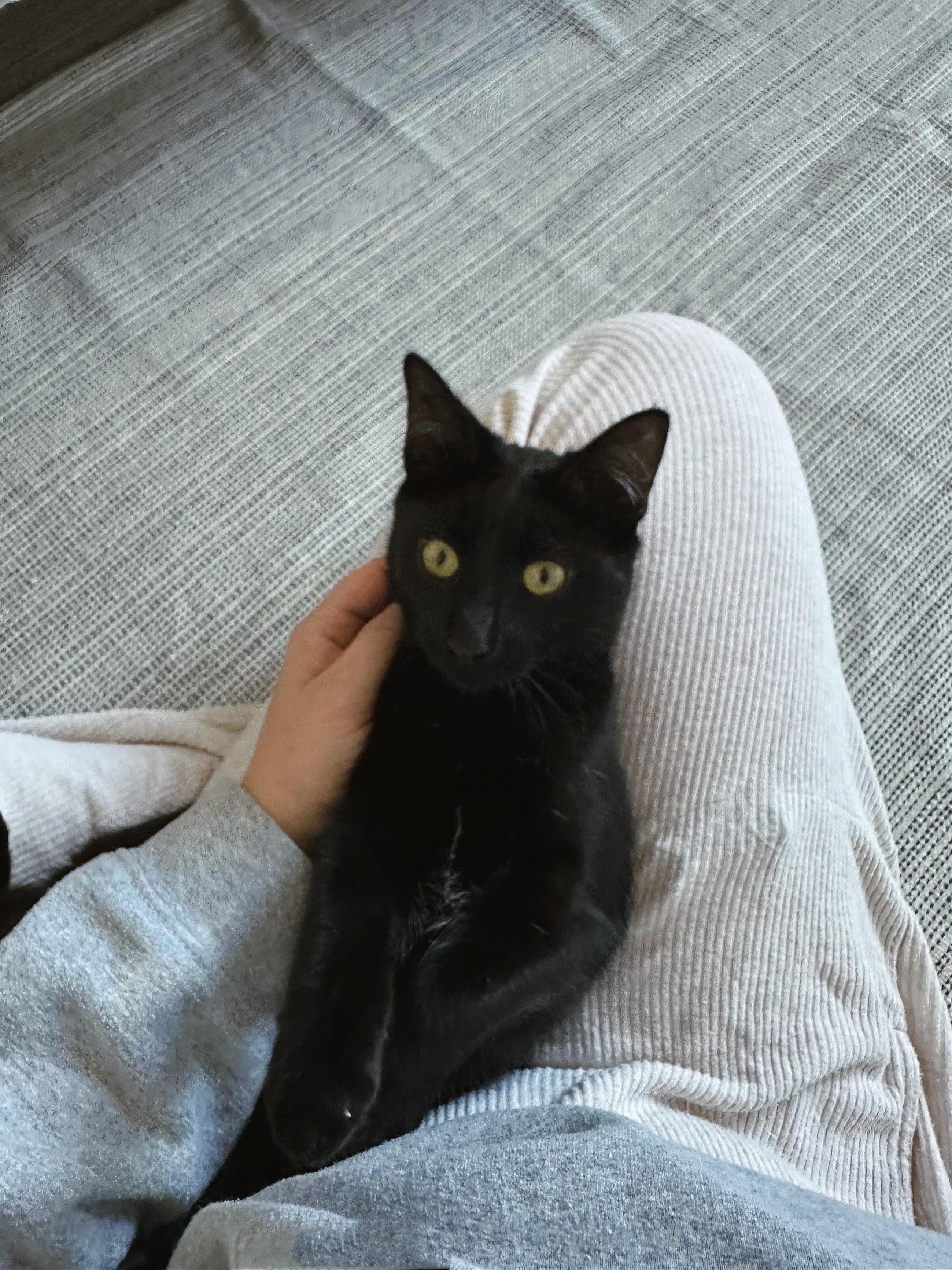 Raisin, a ADOPTABLE Domestic Short Hair in San Diego, CA image 4/6