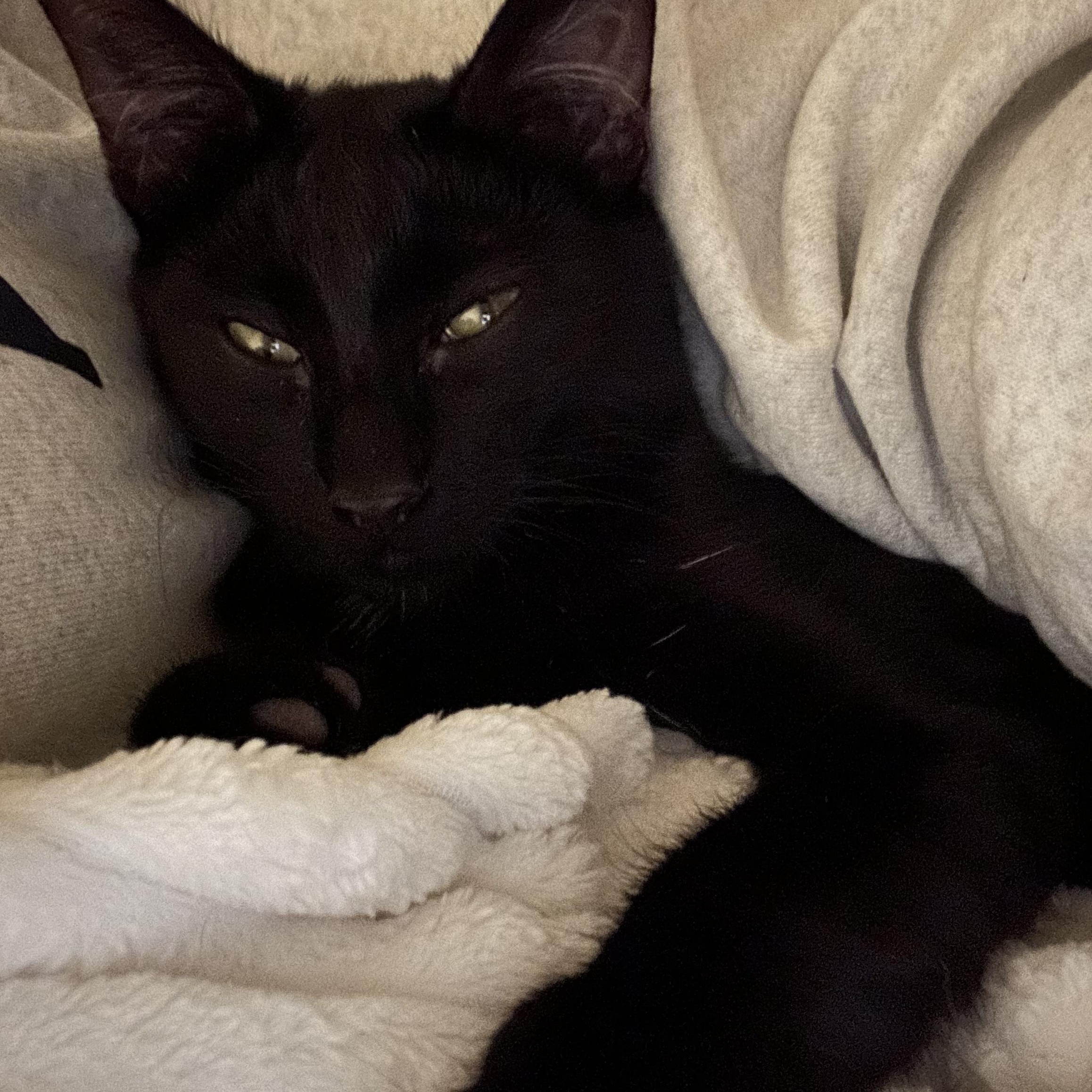 Raisin, a ADOPTABLE Domestic Short Hair in San Diego, CA image 5/6