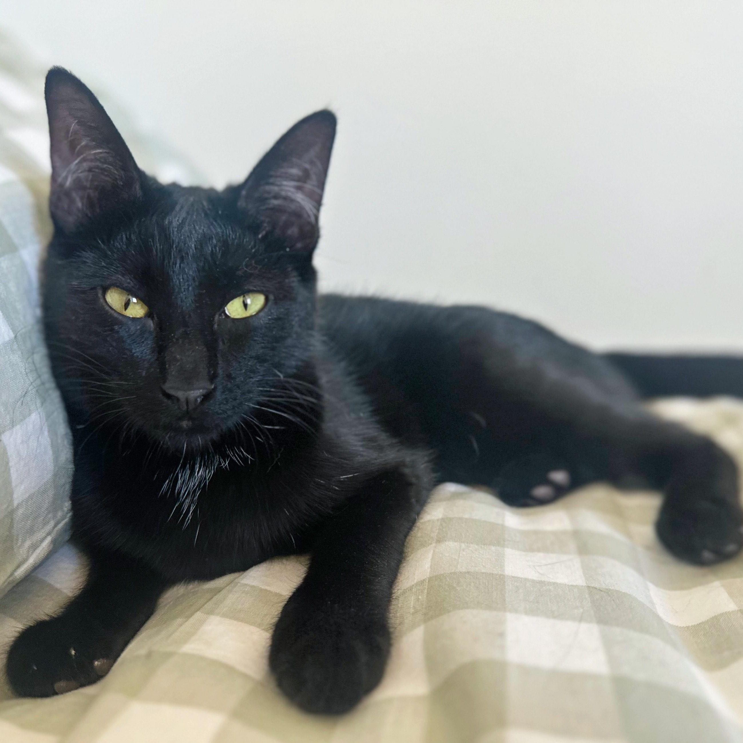 Raisin, a ADOPTABLE Domestic Short Hair in San Diego, CA image 6/6