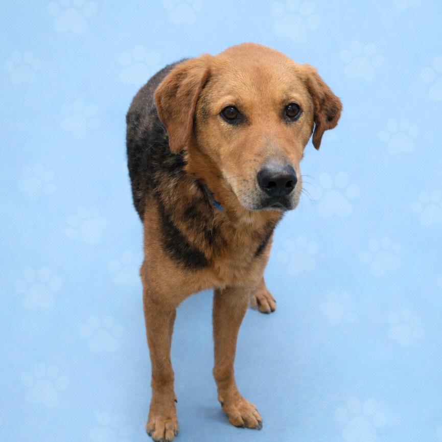 Brock, a ADOPTABLE mixed breed in Brentwood, TN image 3/3